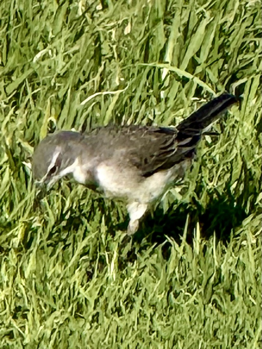 konipas jihoafrický - ML644190552