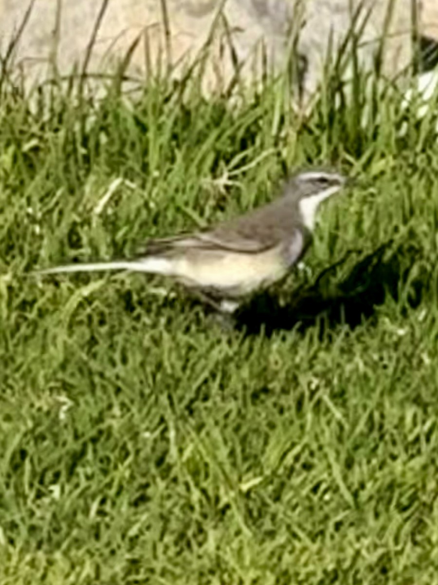 konipas jihoafrický - ML644190553