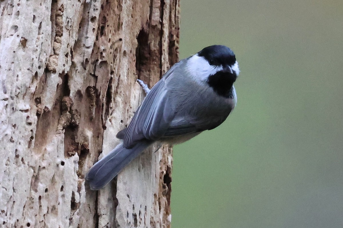 Carolina Chickadee - ML644190581
