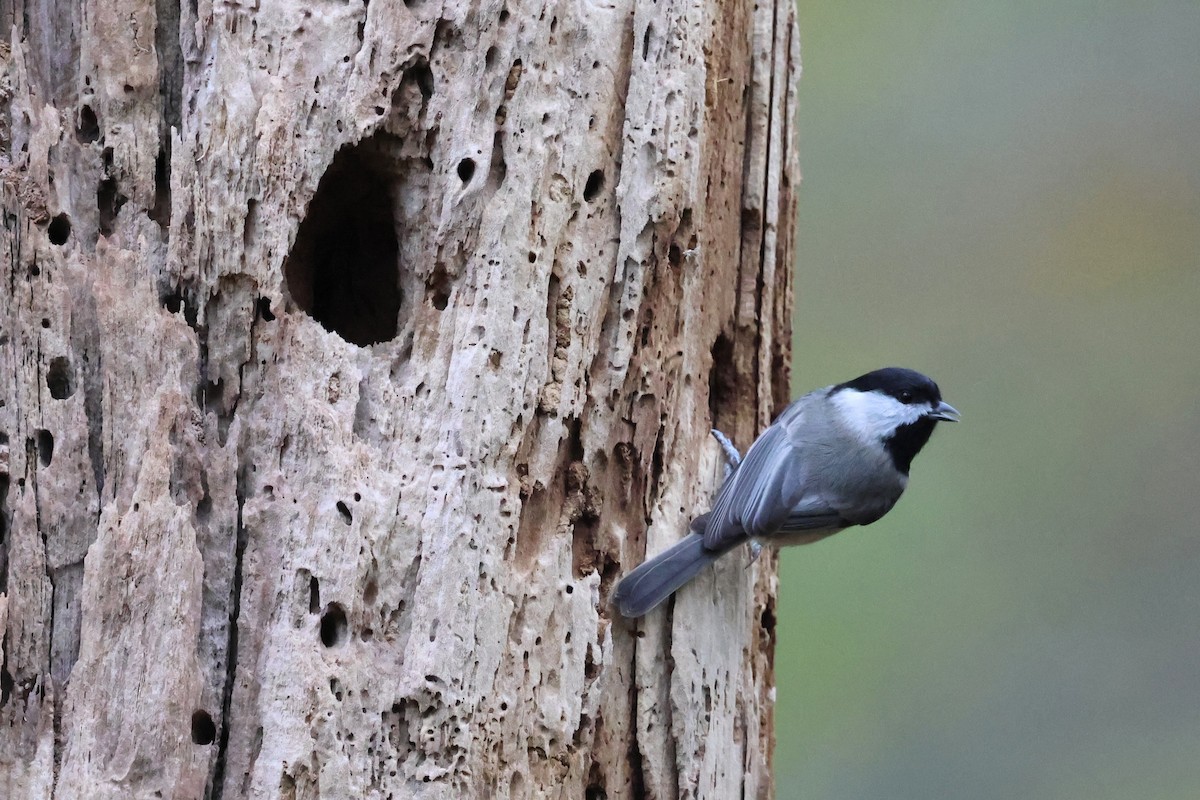 Carolina Chickadee - ML644190586
