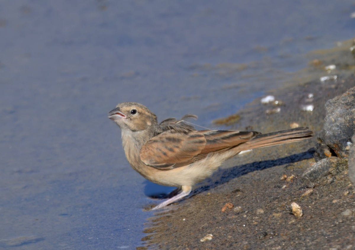 strnad skřivanovitý - ML644190636