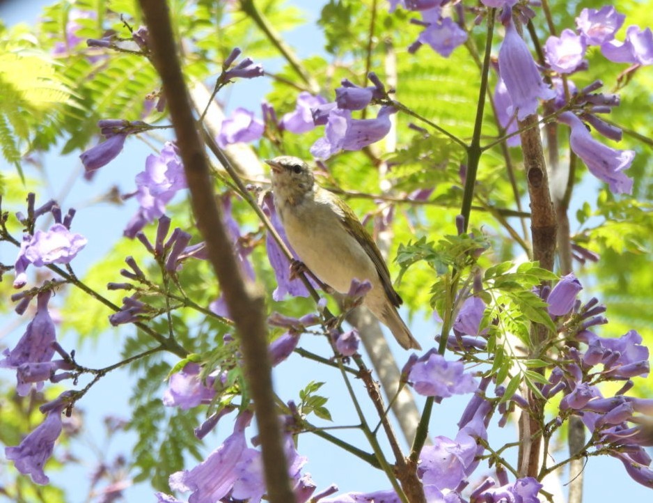 Brauenwaldsänger - ML644190637