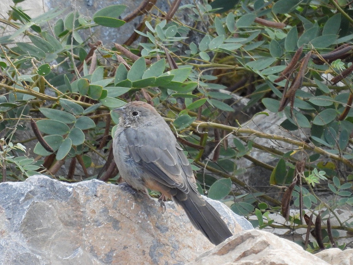 Canyon Towhee - ML644190639