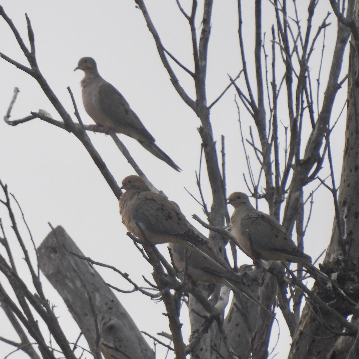 Mourning Dove - ML644190657