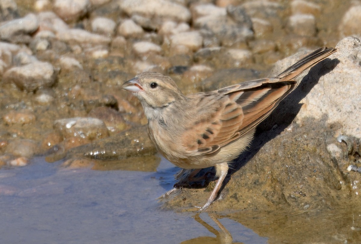 strnad skřivanovitý - ML644190665