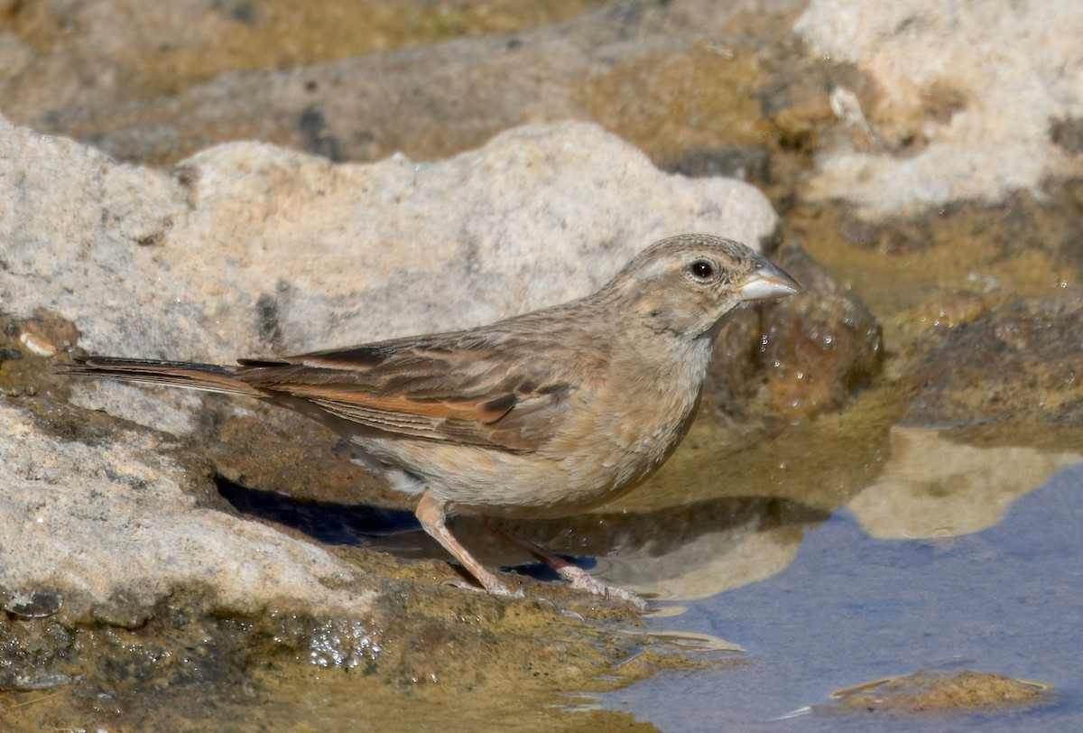 strnad skřivanovitý - ML644190666