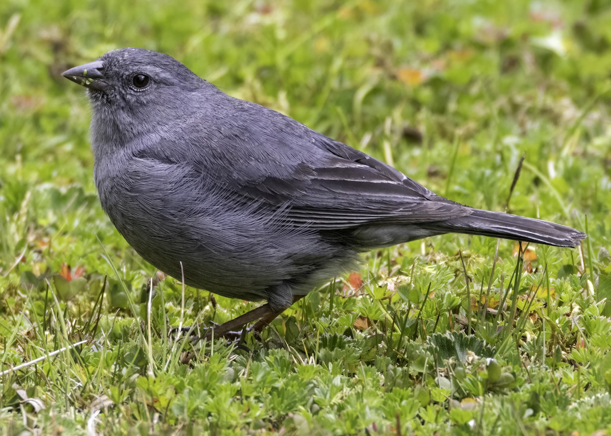 ネズミヤマシトド - ML644190667