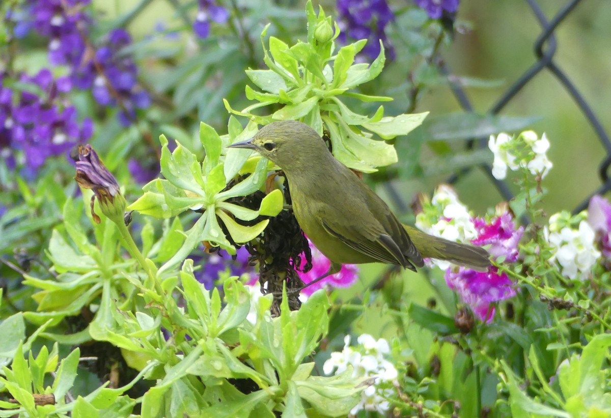 Orange-crowned Warbler - ML644190673