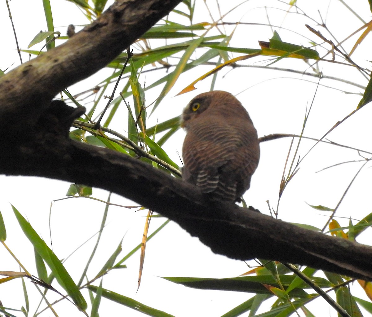 indiaugle - ML644190684