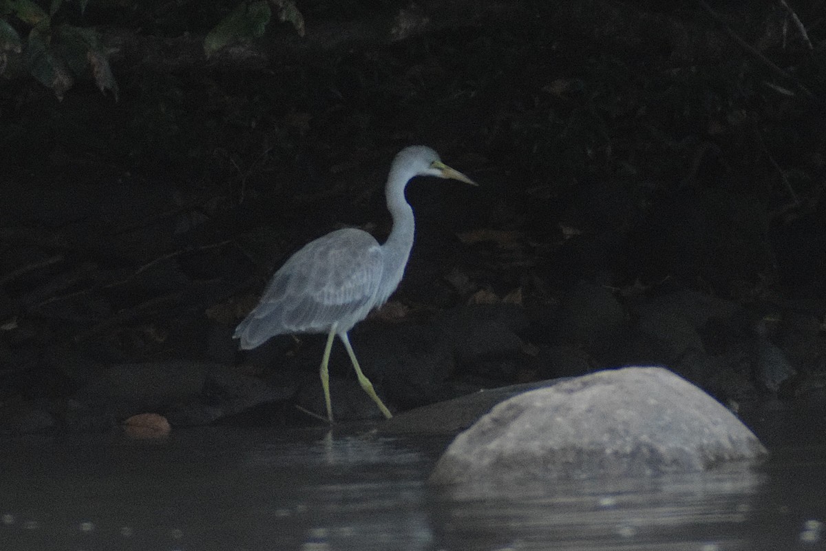 heron sp. - ML644190689