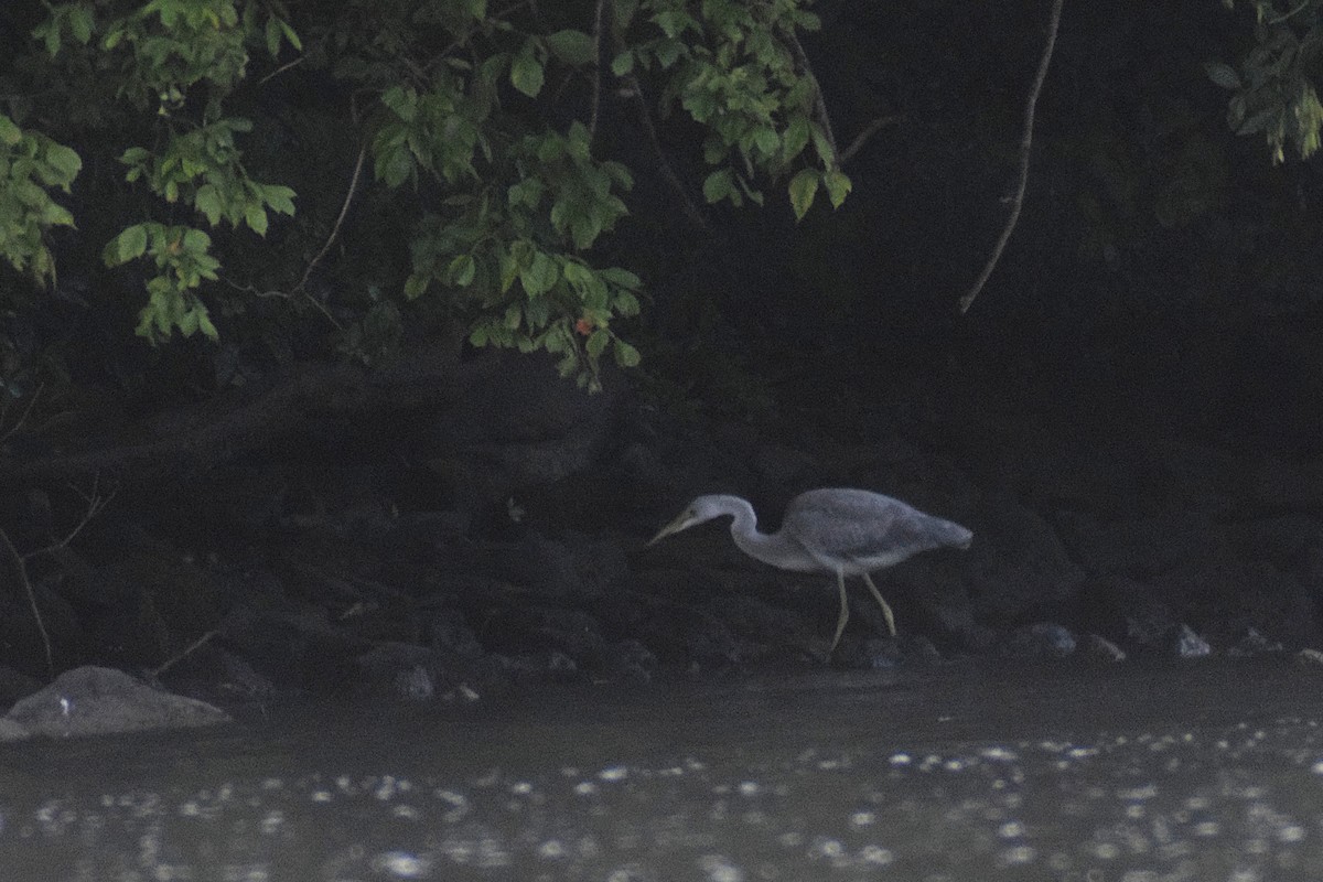 heron sp. - ML644190690