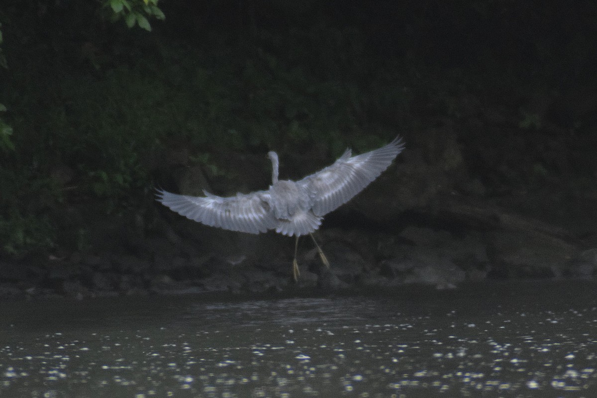 heron sp. - ML644190691