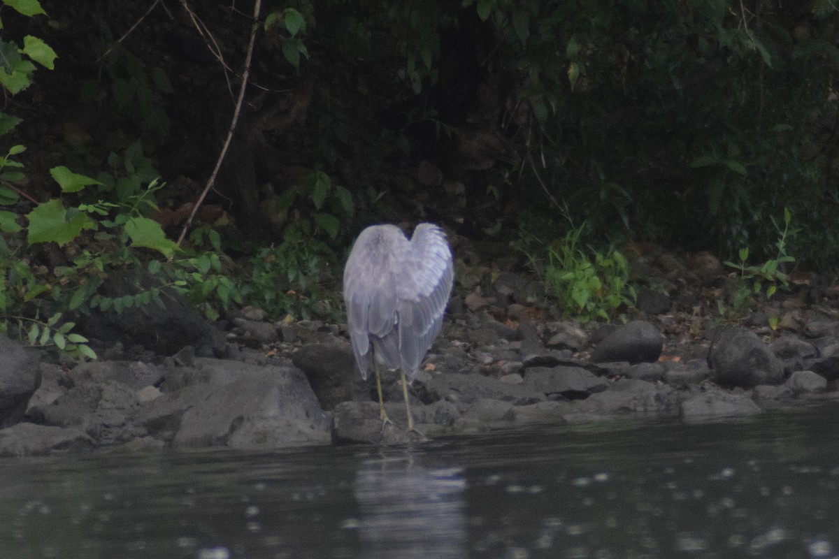 heron sp. - ML644190692