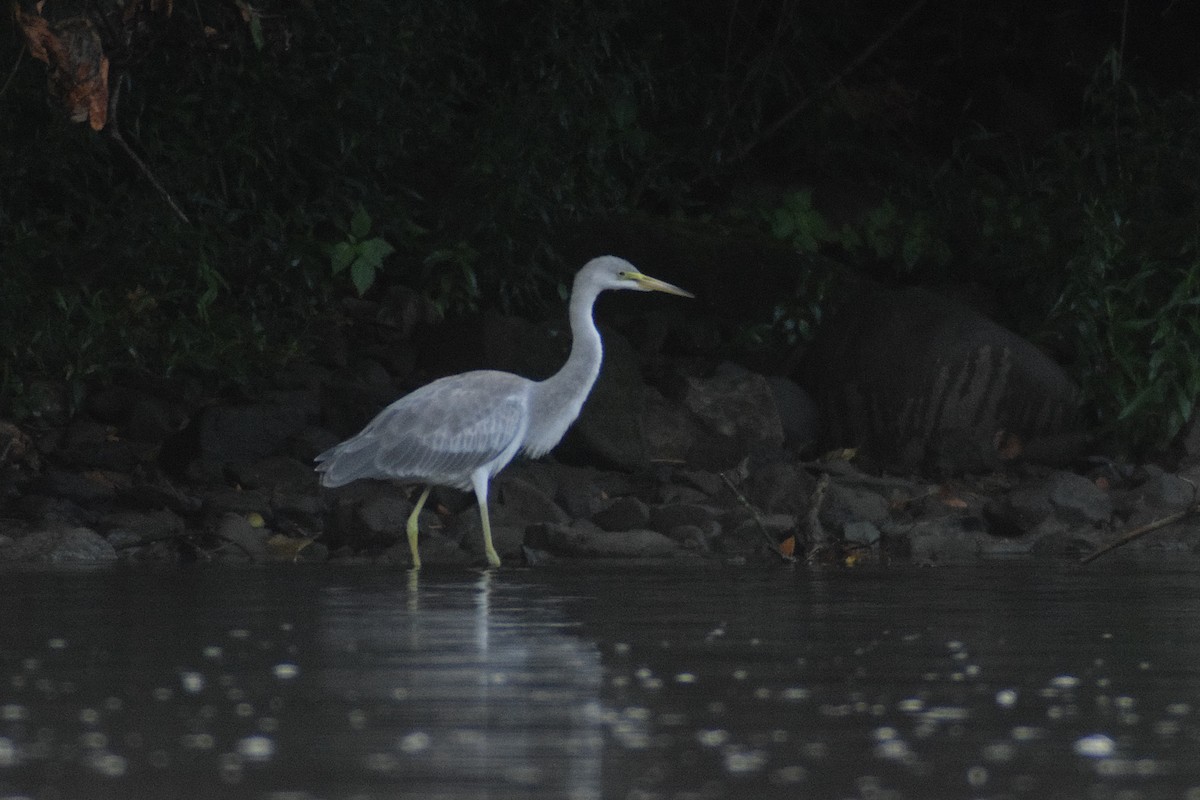 heron sp. - ML644190694