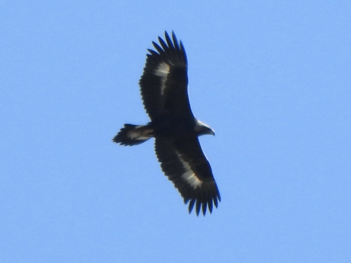 Golden Eagle - ML644190701