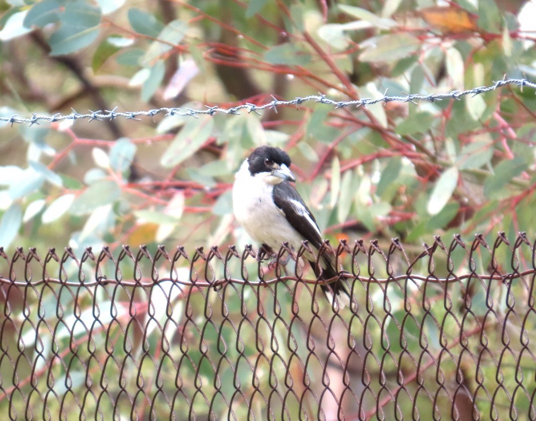 Gray Butcherbird - ML644190702