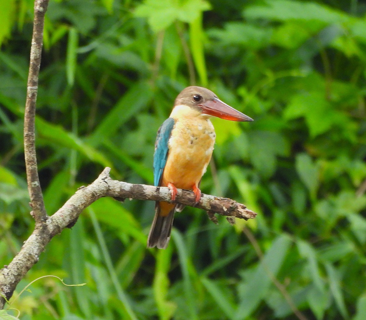 Stork-billed Kingfisher - ML644190720