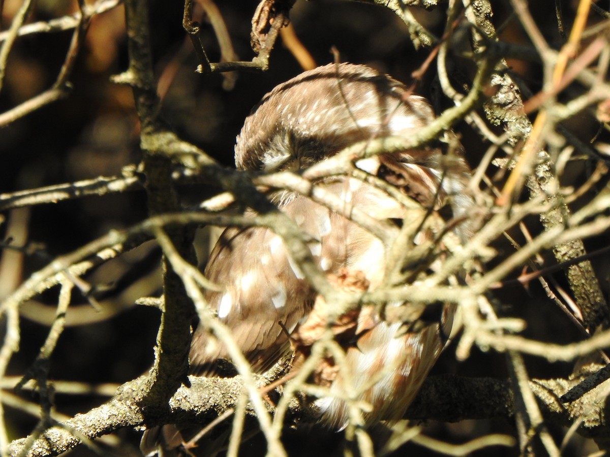 Northern Saw-whet Owl - ML644190722