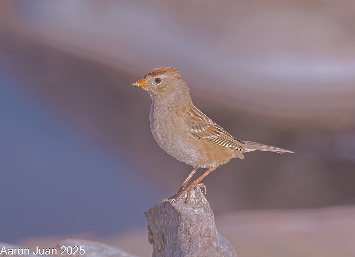 White-crowned Sparrow - ML644190724
