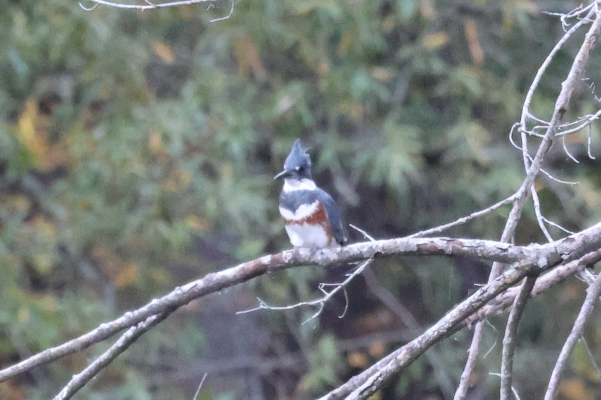 Belted Kingfisher - ML644190734