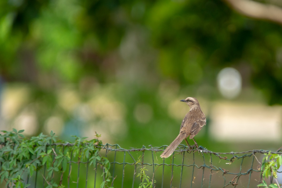drozdec bělobrvý - ML644190735