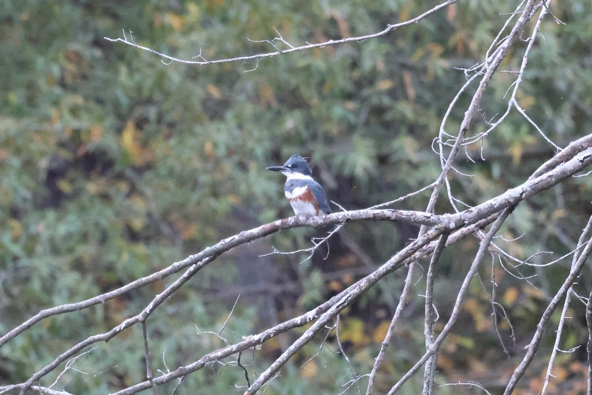 Belted Kingfisher - ML644190739