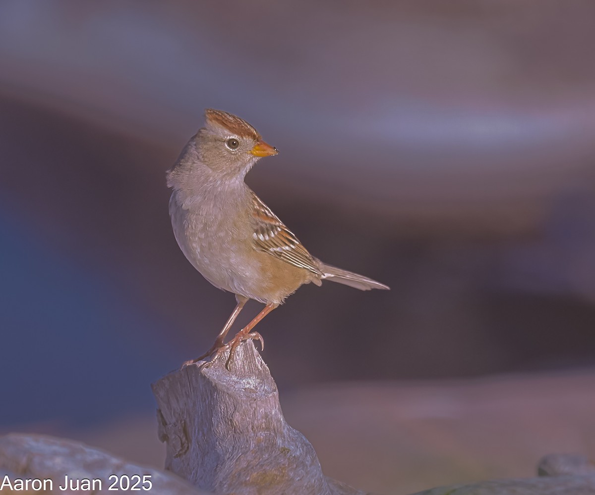 White-crowned Sparrow - ML644190742