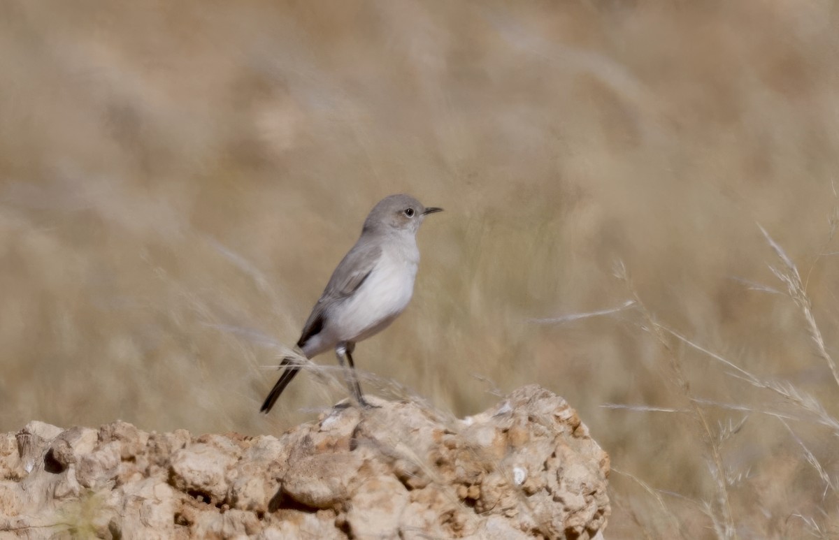 Karoo Chat - ML644190743