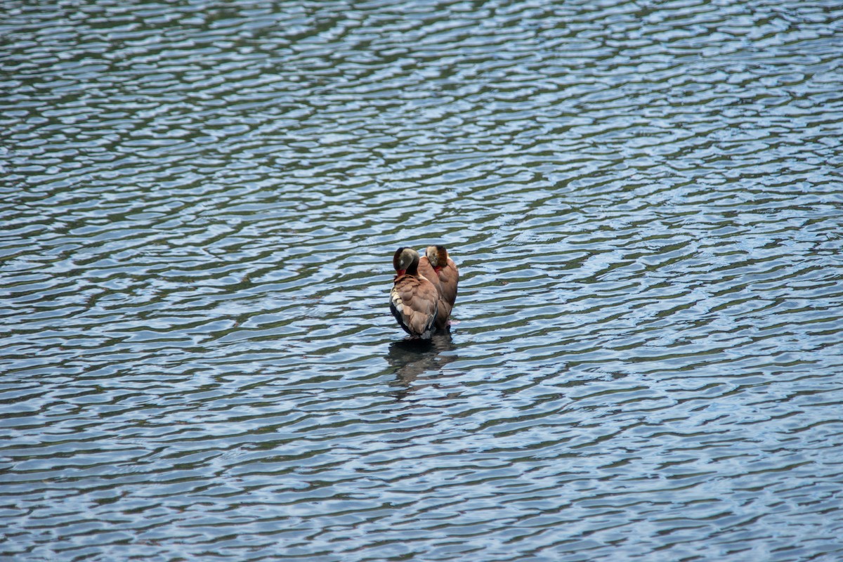 husička černobřichá - ML644190747