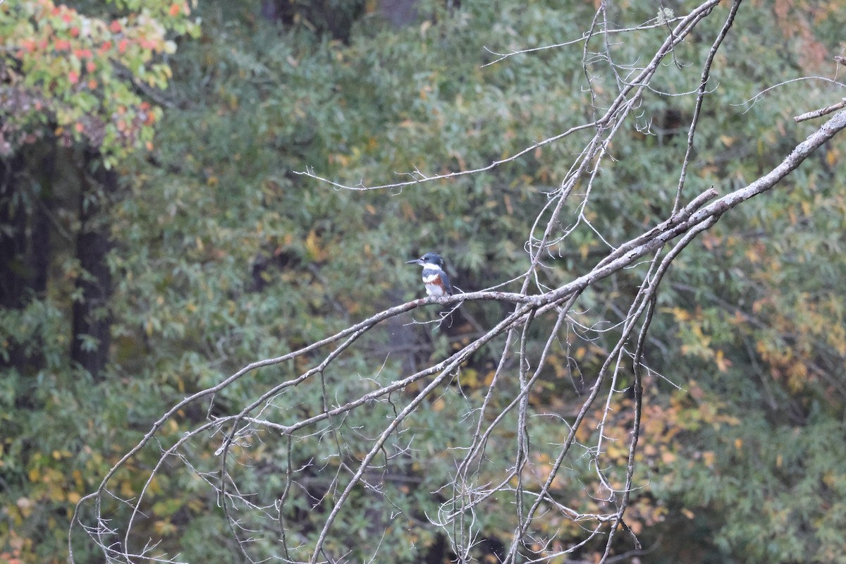 Belted Kingfisher - ML644190750
