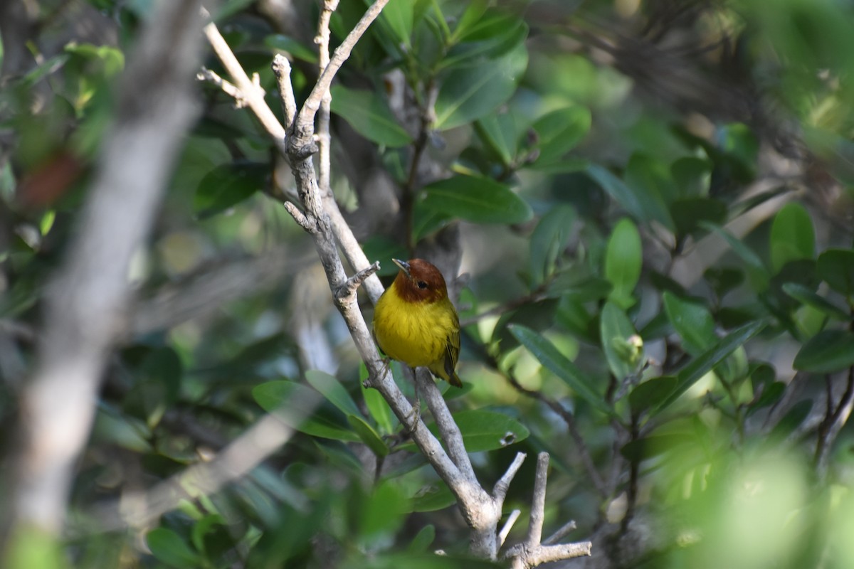Reinita de Manglar (grupo erithachorides) - ML644190753