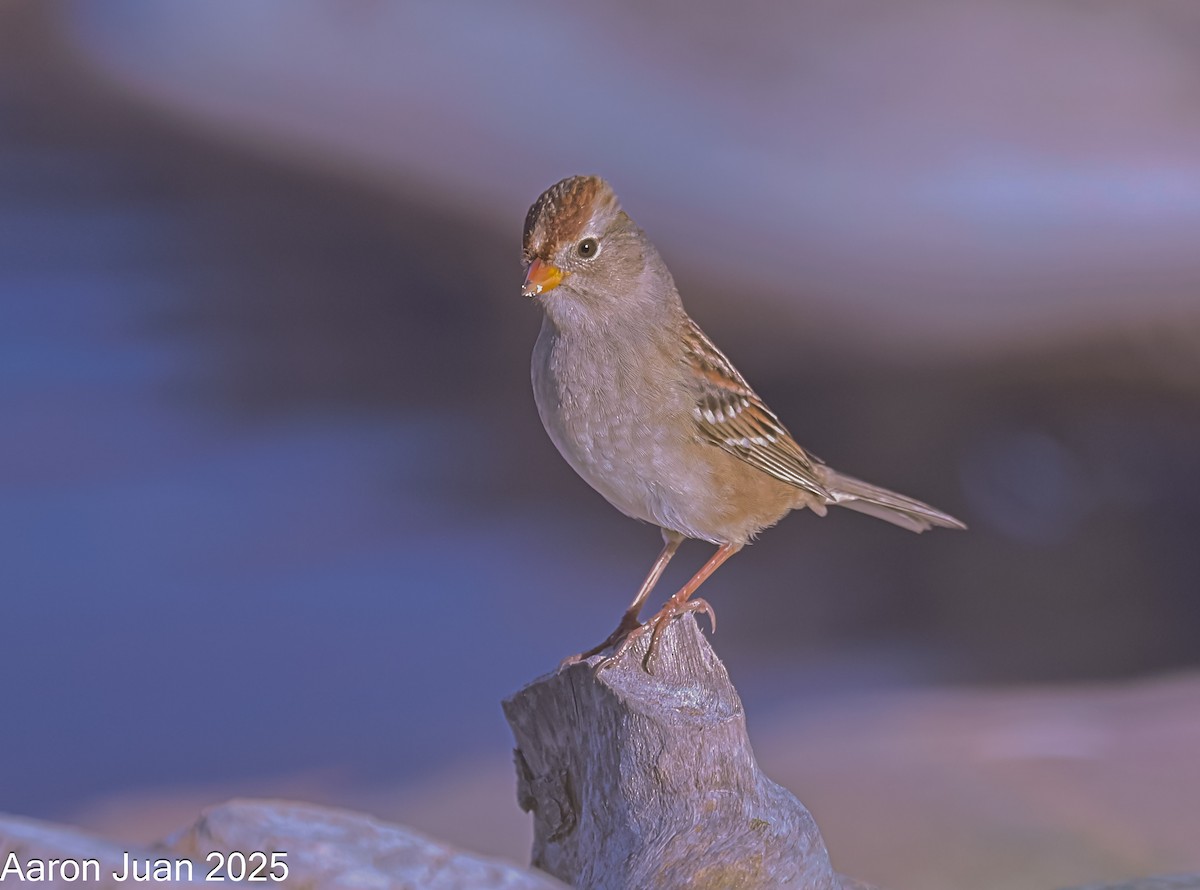 White-crowned Sparrow - ML644190757