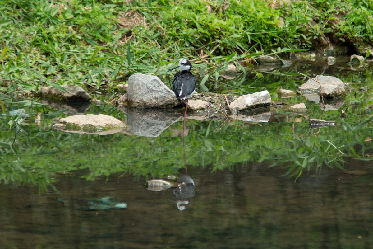 pisila černokrká (ssp. melanurus) - ML644190766