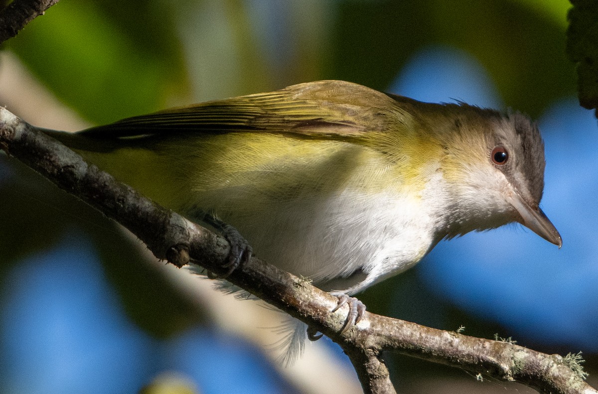 Yellow-green Vireo - ML644190773