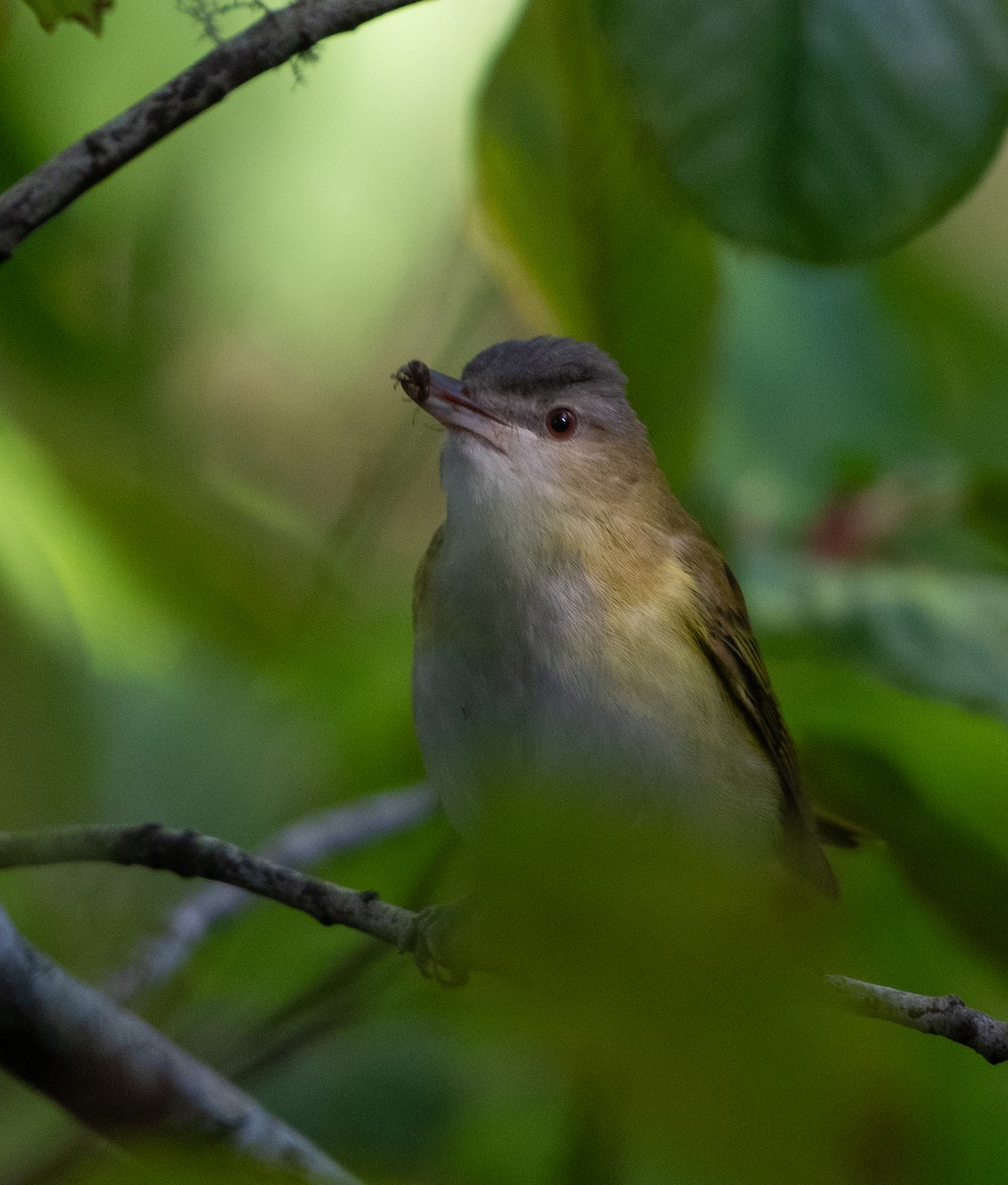 Yellow-green Vireo - ML644190774