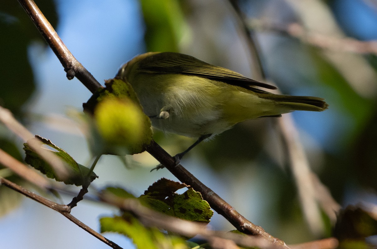 Yellow-green Vireo - ML644190775