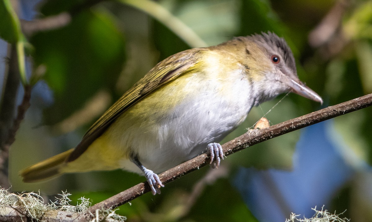 Yellow-green Vireo - ML644190776