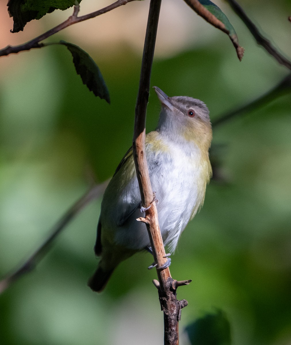 Yellow-green Vireo - ML644190777