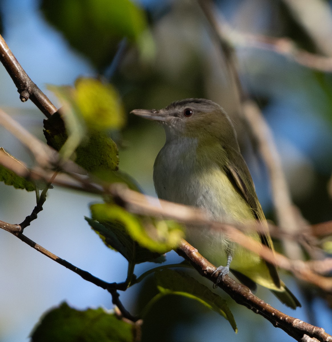 Yellow-green Vireo - ML644190779