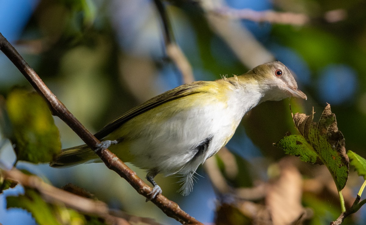 Yellow-green Vireo - ML644190780