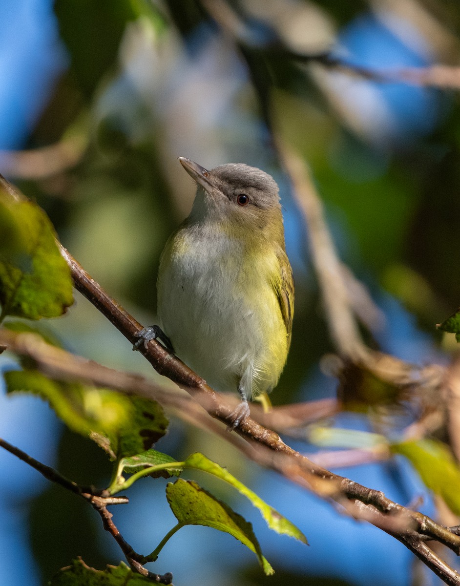 Yellow-green Vireo - ML644190781