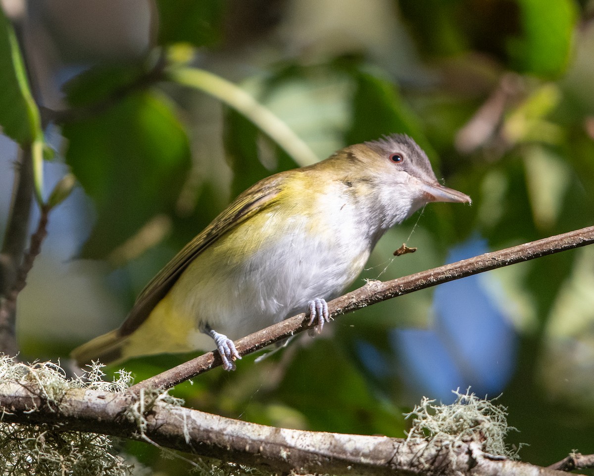 Yellow-green Vireo - ML644190782