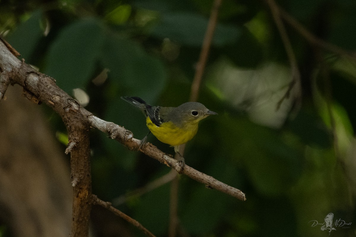 Magnolia Warbler - ML644190806