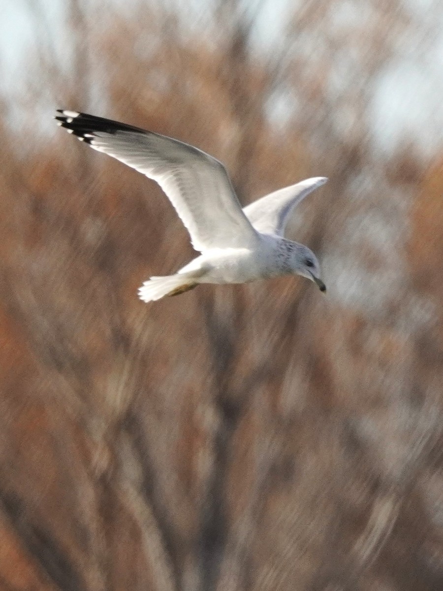 Ring-billed Gull - ML644190810