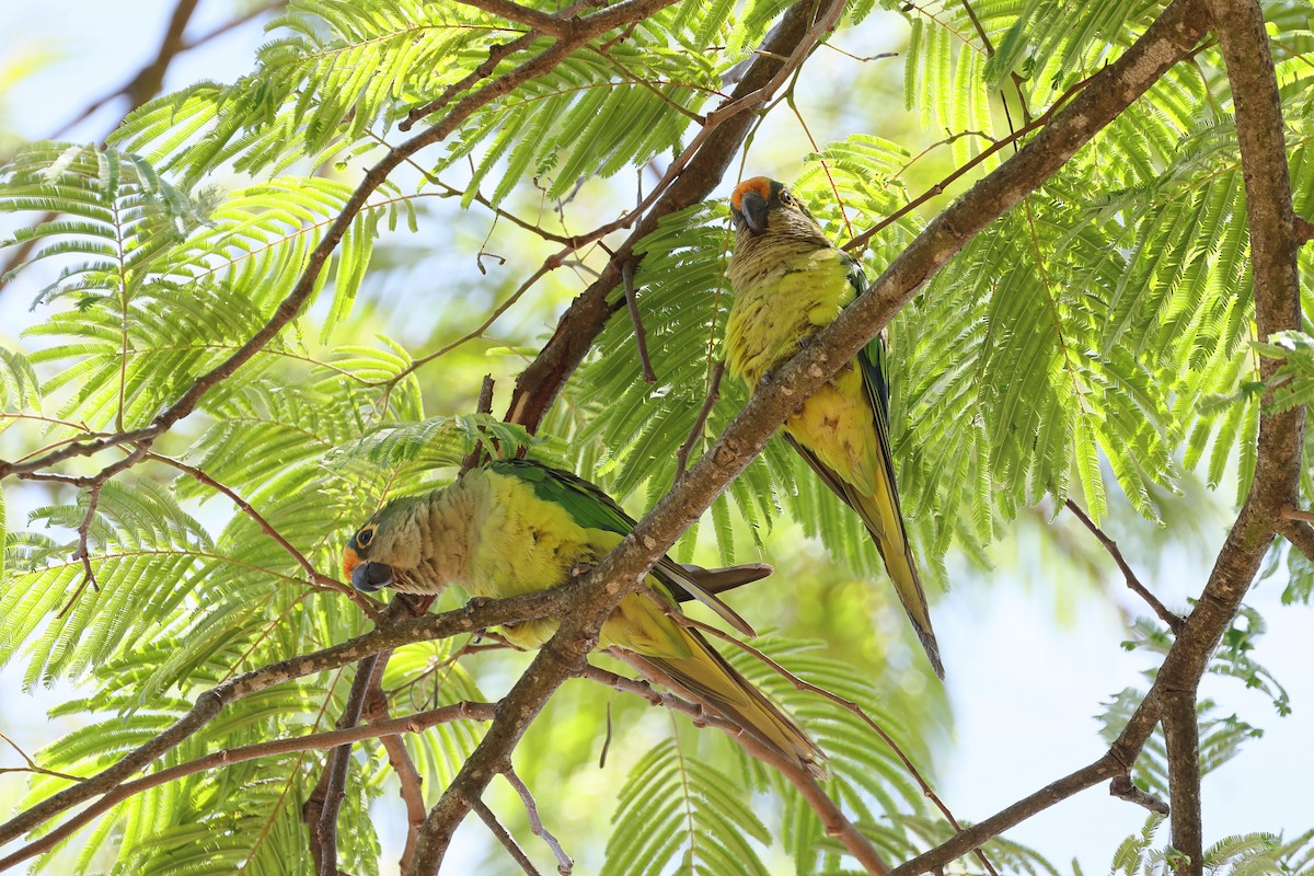 Peach-fronted Parakeet - ML644190814