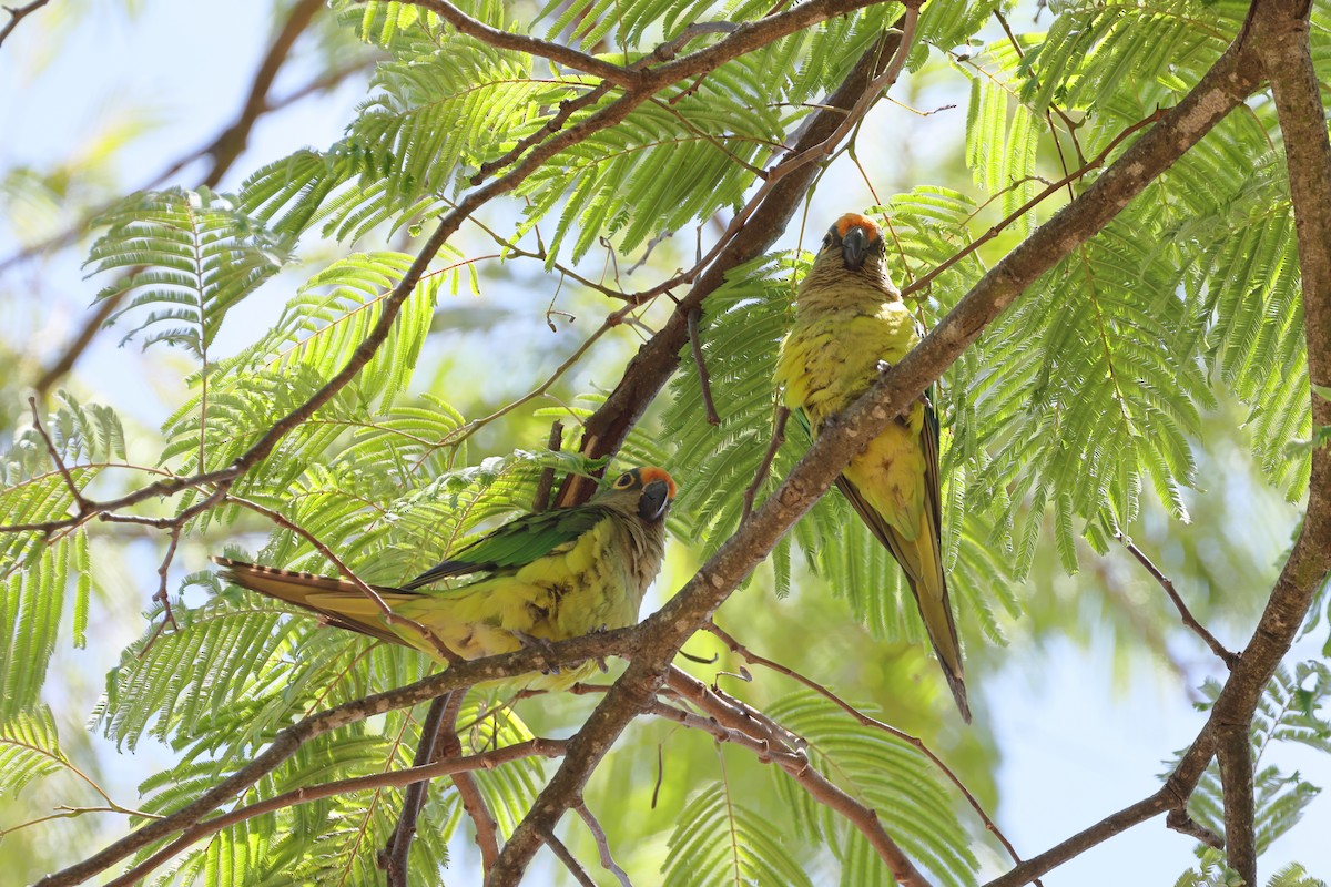 Peach-fronted Parakeet - ML644190816