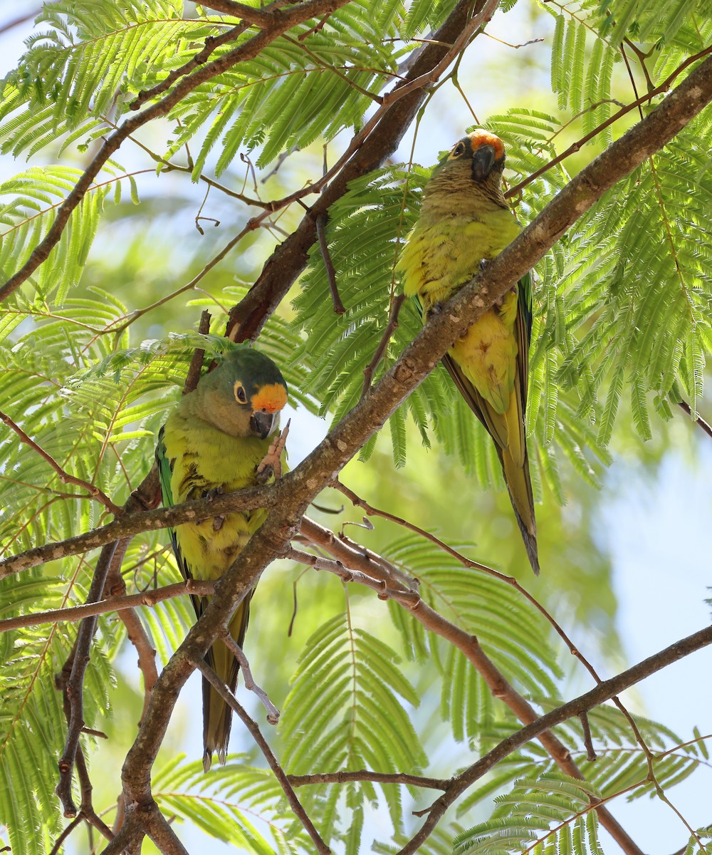 Peach-fronted Parakeet - ML644190817