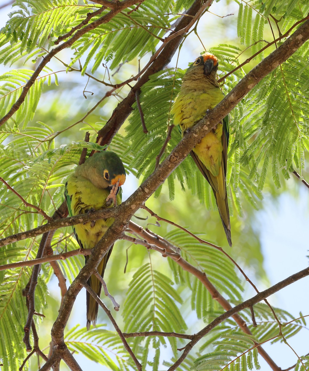 Peach-fronted Parakeet - ML644190821