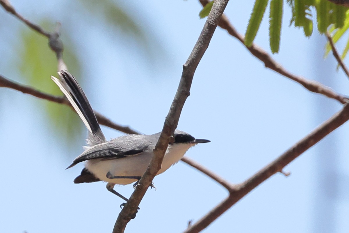 maskemyggsmett - ML644190829