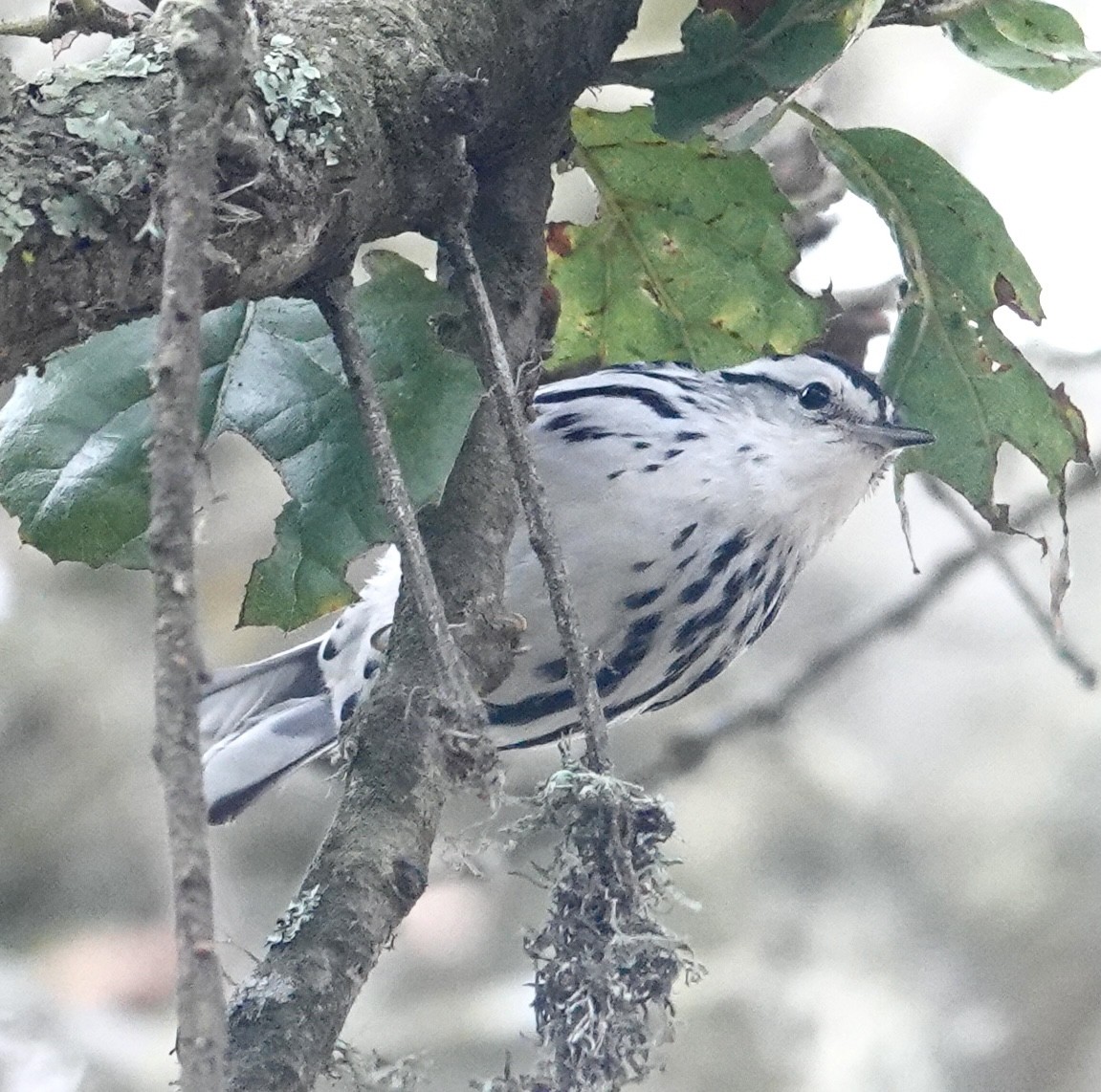 Black-and-white Warbler - ML644190833